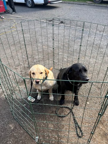 Dog play pen - /, gate
